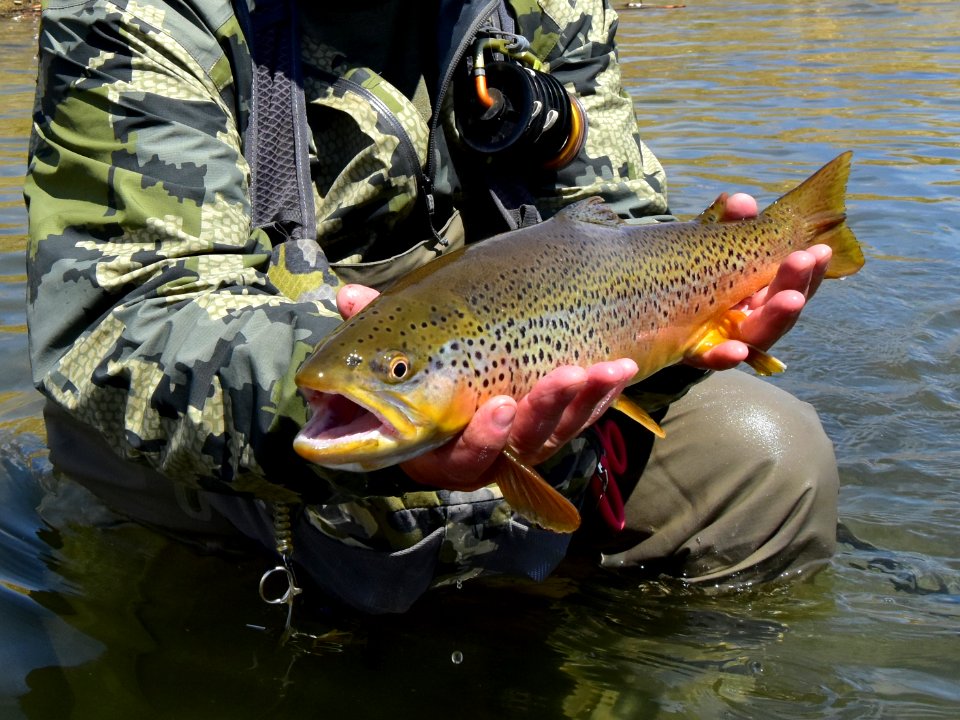 Brown Trout photo