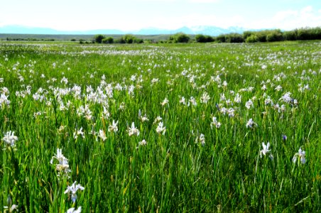 Wet meadow at Arapaho National Wildlife Refuge