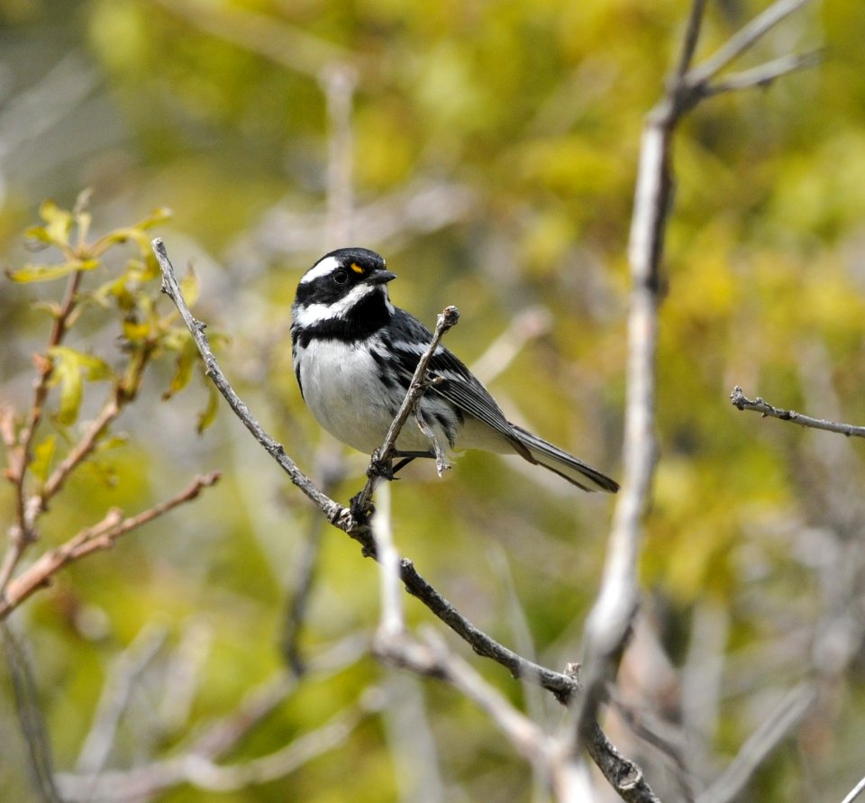 Black-throated Gray Warbler, Scott Somershoe