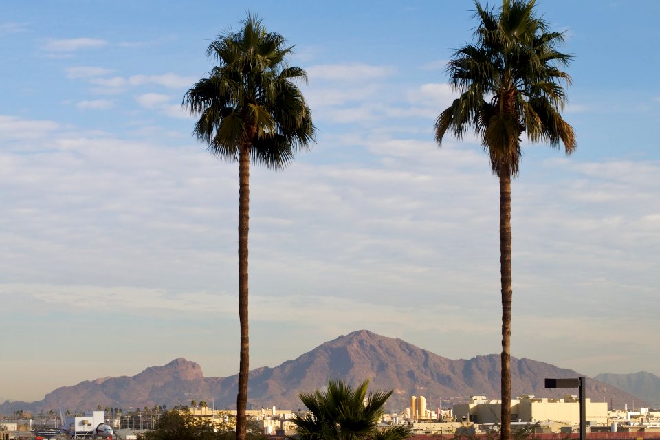 Camelback Mountain Through the Palm Tree Goal Posts