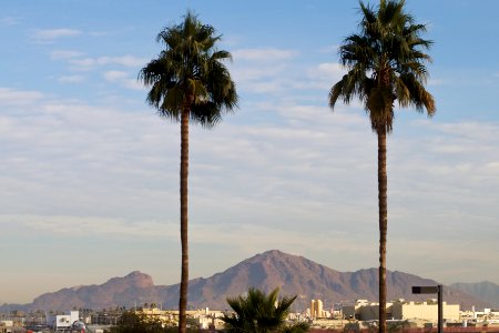 Camelback Mountain Through the Palm Tree Goal Posts