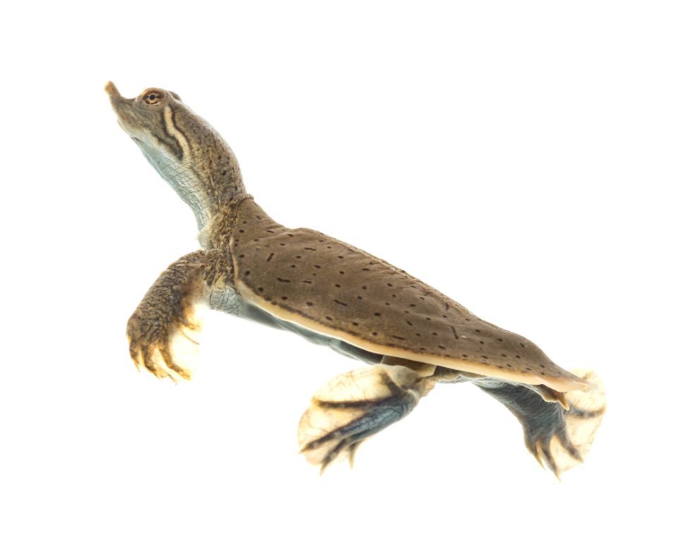 Hatchling smooth softshell turtle