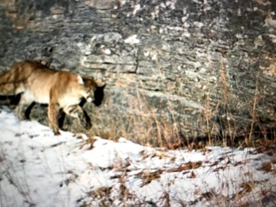 Mountain Lion