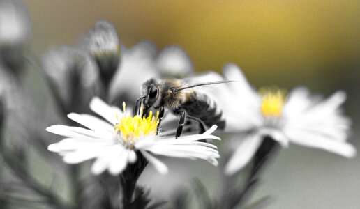 Herbstaster yellow black and white