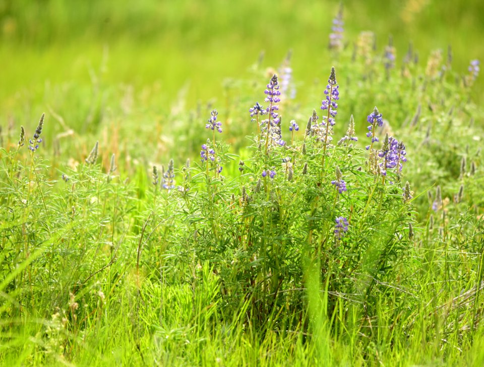 Silvery lupine (Lupinus argenteus) on Arapaho National Wildlife Refuge