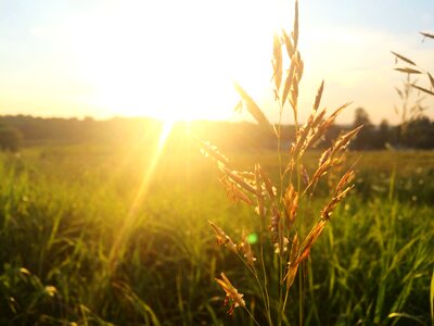 Backlight macro closeup photo