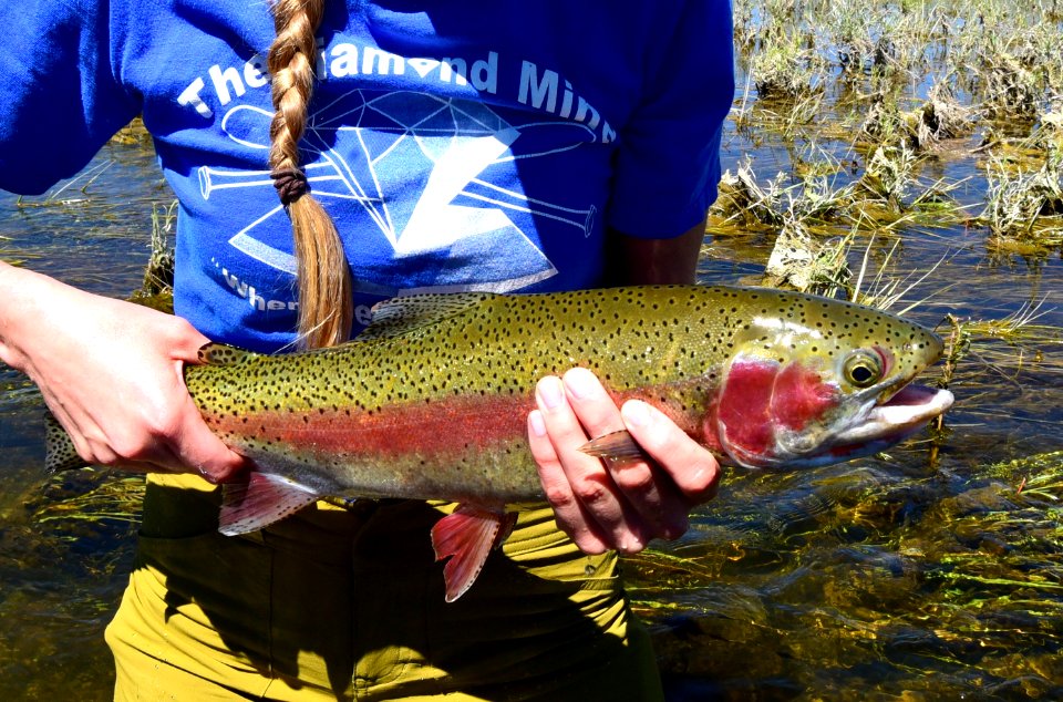 Rainbow trout at Seedskadee National Wildlife Refuge