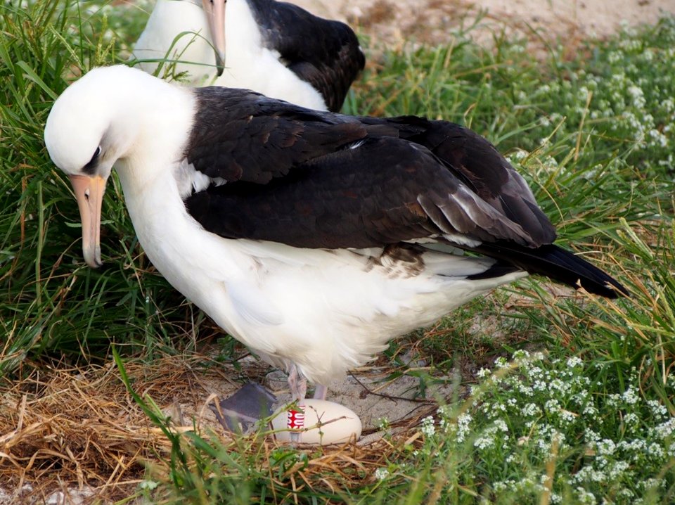 Wisdom's mate Akeakamai incubating their egg 2017