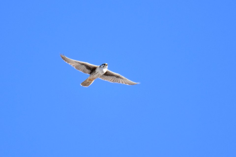 Prairie Falcon