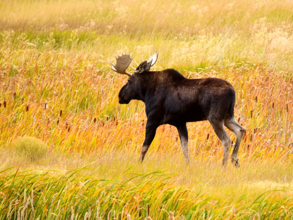 Moose at Seedskadee National Wildlife Refuge