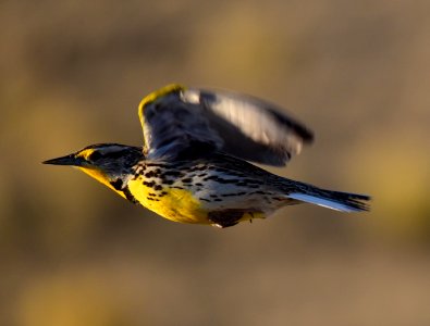 Western meadowlark at Seedskadee National Wildlife Refuge