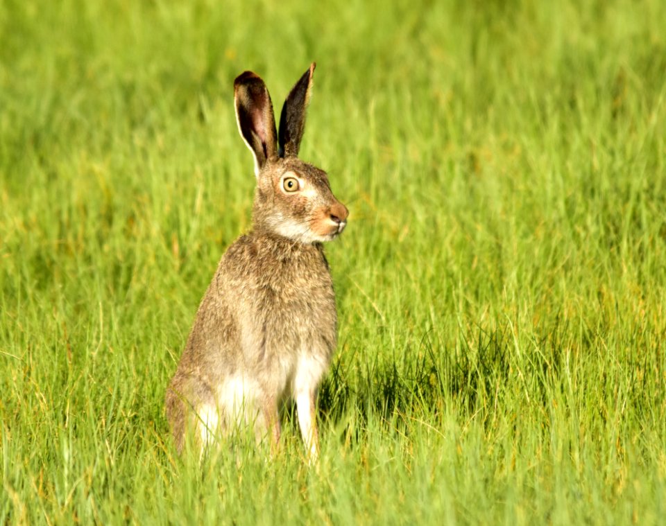 White-tailed jackrabbit at Arapaho National Wildlife Refuge