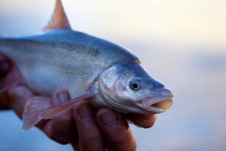 Humpback chub by Utah Division of Wildlife Resources (UDWR)