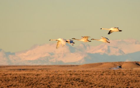 Trumpeter swans at Seedskadee National Wildlife Refuge
