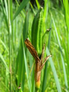 Water flag inflorescence botany