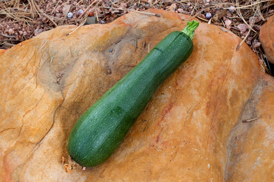My Zucchini Finally Get into Gear... October 1