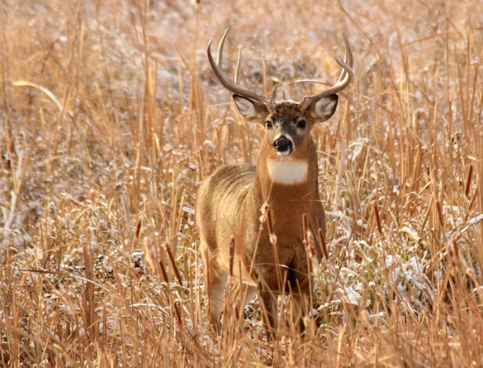 White tailed deer on LaCreek National Wildlife Refuge