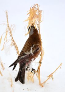 Gray-crowned rosy-finch at Seedskadee National Wildlife Refuge