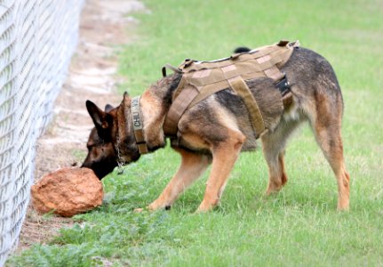 K9 (12)