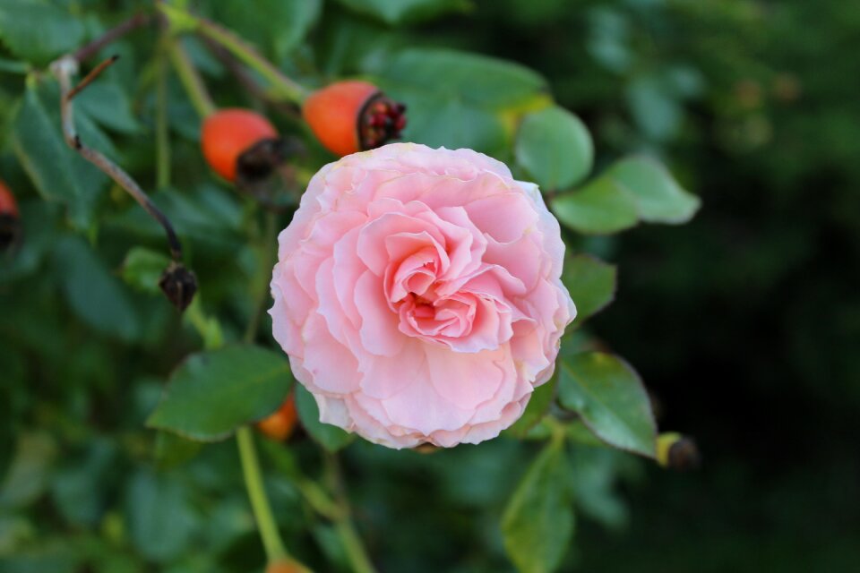 Blossom bloom pink rose photo