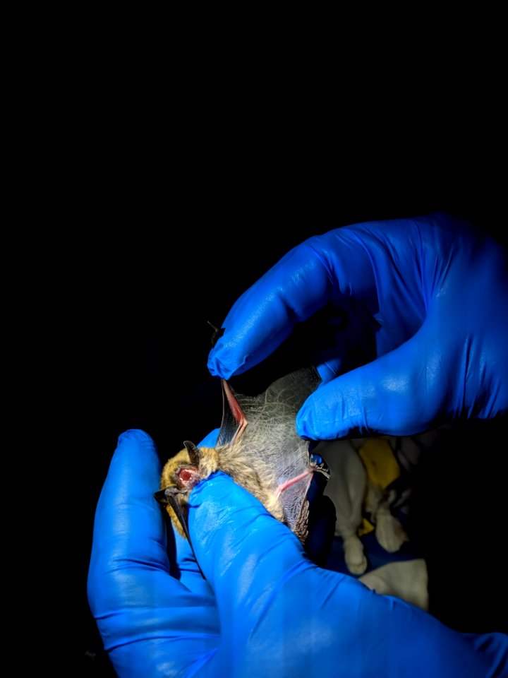 Fringed Myotis Bat