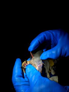 Fringed Myotis Bat