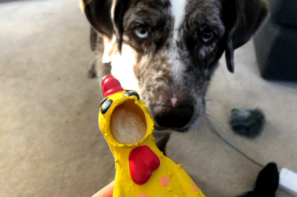 2019/365/361 Don't Blame Me for Destruction of the Dog Toys