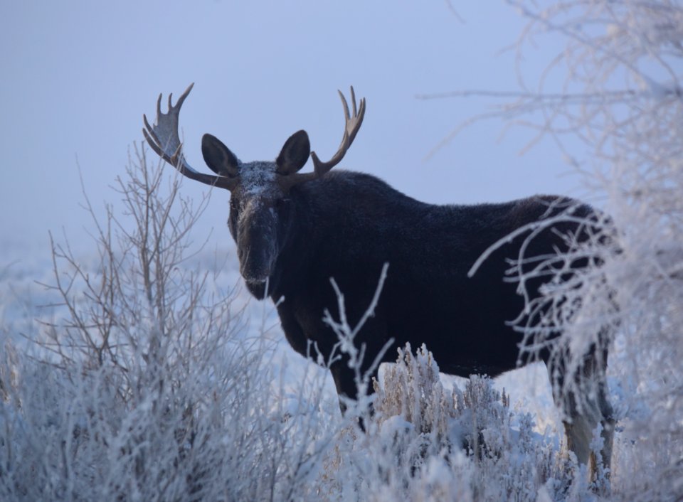 Moose at Seedskadee National Wildlife Refuge