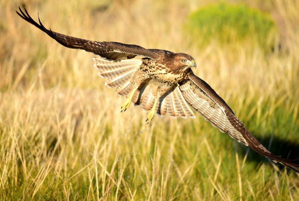 Juvenile red-tailed hawk at Seedskadee National Wildlife Refuge