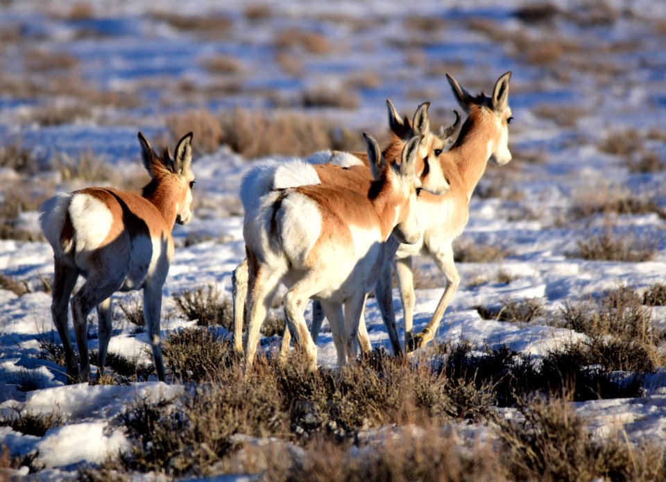 Pronghorn on Seedskadee National Wildlife Refuge