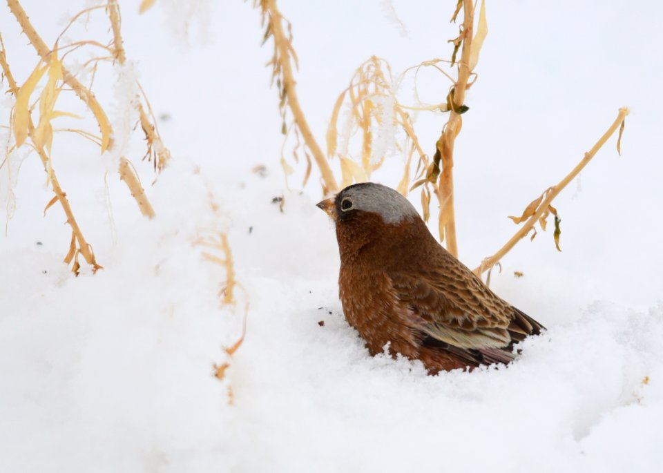 Gray-crowned rosy-finch at Seedskadee National Wildlife Refuge