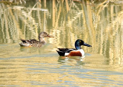 Northern shoveler at Seedskadee National Wildlife Refuge