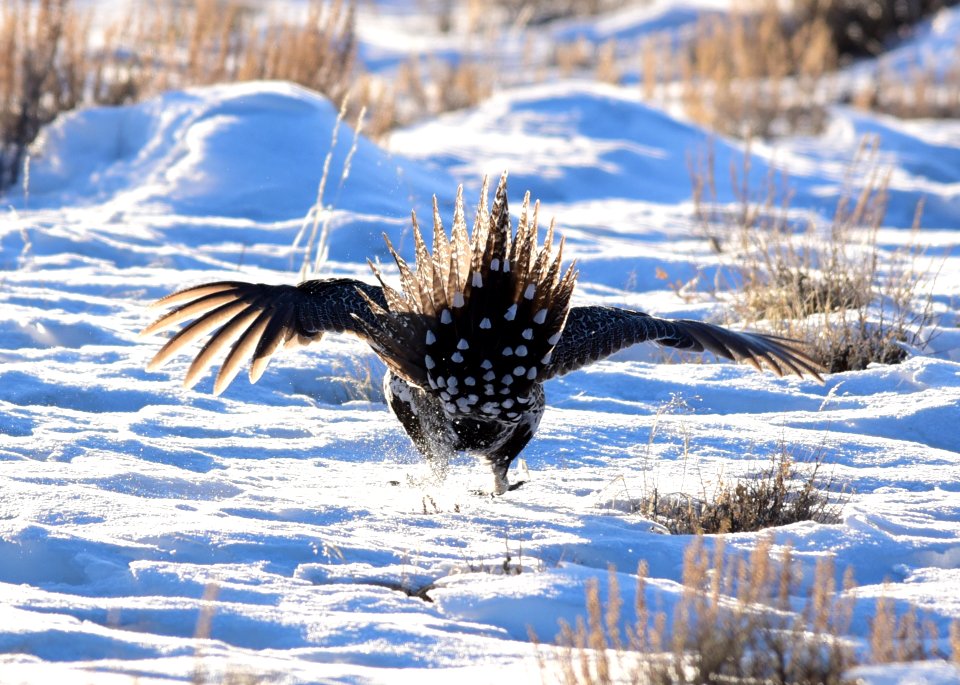 Greater sage-grouse on Seedskadee National Wildlife Refuge