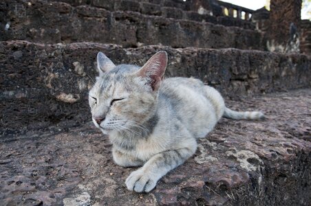 Sleeping cat cat rock