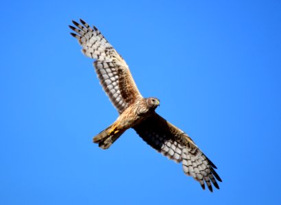 Northern harrier at Seedskadee National Wildlife Refuge