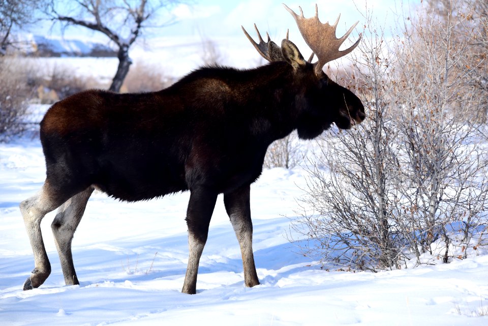 Moose at Seedskadee National Wildlife Refuge