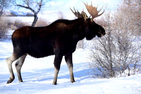 Moose at Seedskadee National Wildlife Refuge