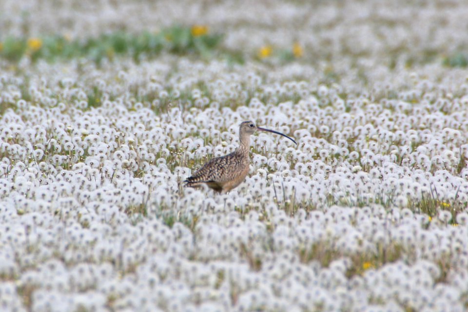 Long-billed Curlew