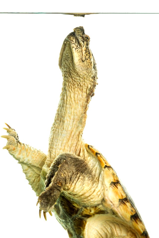 Common Snapping Turtle