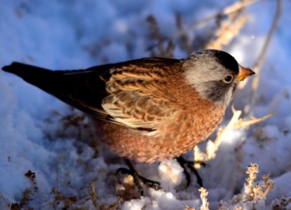 Gray-crowned rosy-finch at Seedskadee National Wildlife Refuge photo