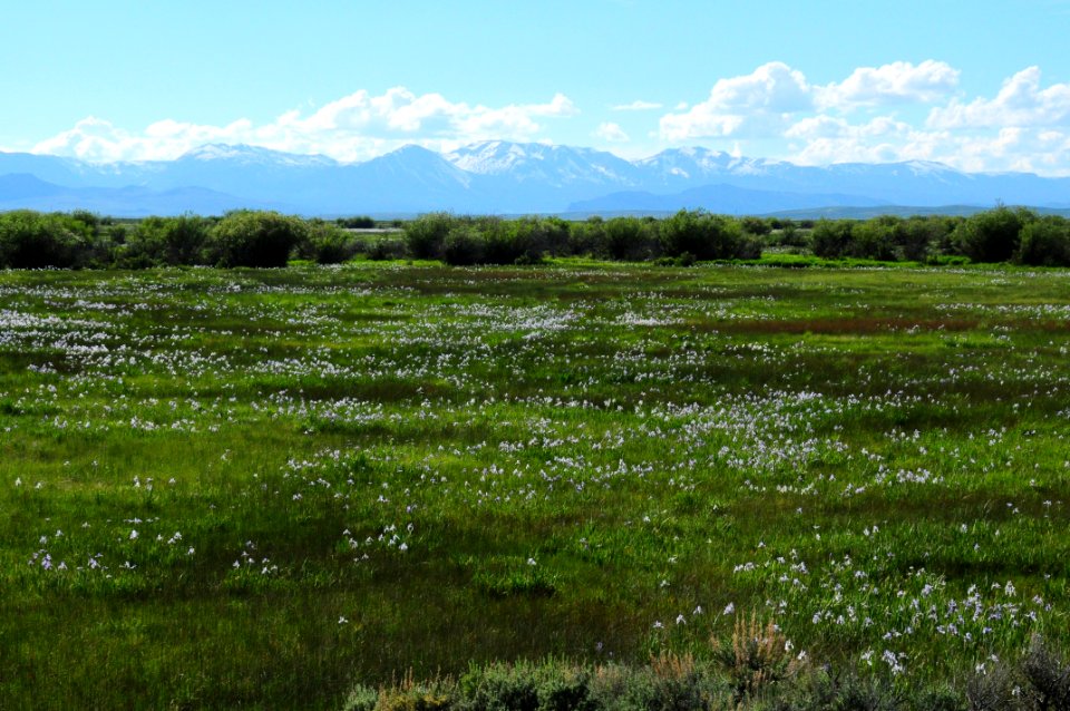 Wet meadow at Arapaho National Wildlife Refuge
