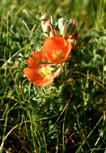 Scarlet globemallow on Arapaho National Wildlife Refuge