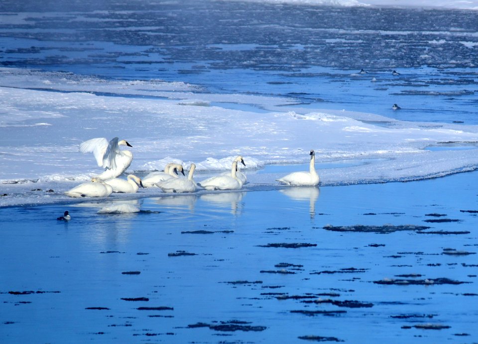 Trumpeter swans at Seedskadee National Wildlife Refuge