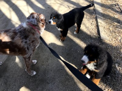 2019/365/98 Can We Haz Puppies?