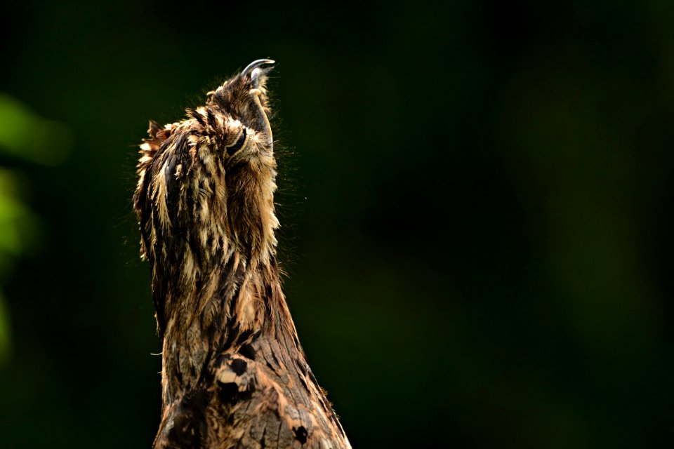 Nyctibius griseus. Bienparado o Mirapalcielo.