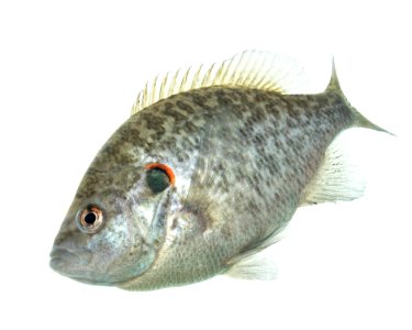Redear Sunfish photo