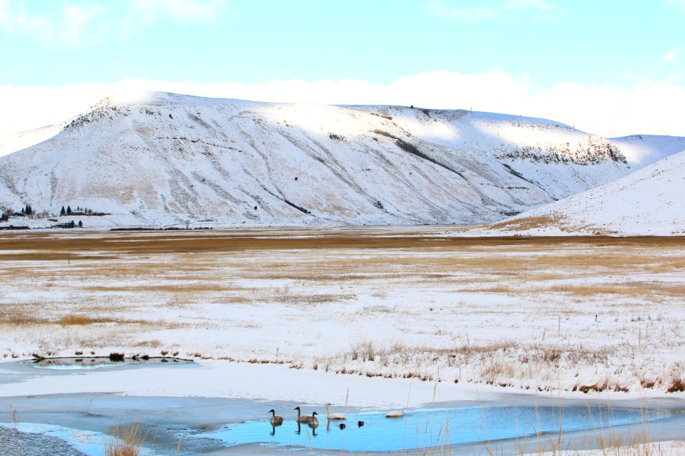 Winter Waterfowl