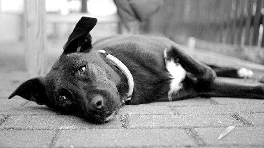 Lazy Dog