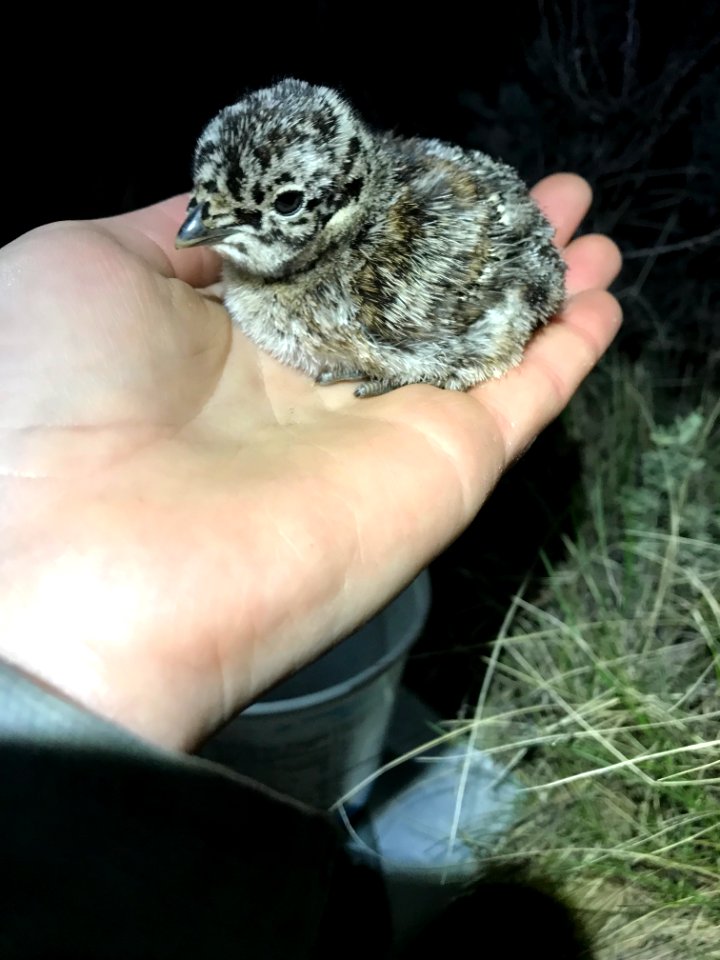 Sage-Grouse Chick