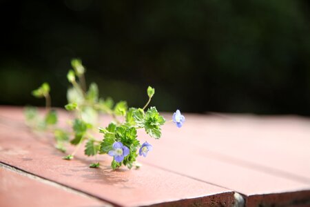 Beautiful green plant